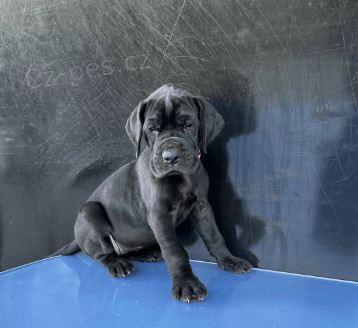 �t��ata N�meck� doga k dispozici