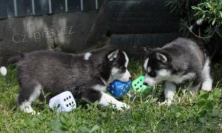�t��ata Sibi�sk� husky k dispozici