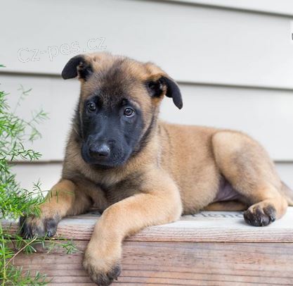 �t��ata Belgick� malinois k dispozici