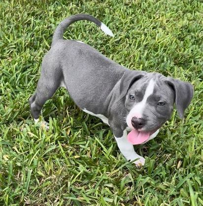 �t��ata Americk� pitbullteri�r k dispozici