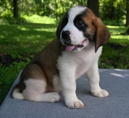 Rozko�n� �t��ata Svatobernardsk� pes k adopci