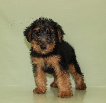 Rozko�n� �t��ata Vel�sk� teri�r k adopci