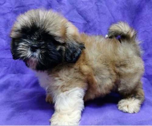 �t��ata pekingsk� k dispozici