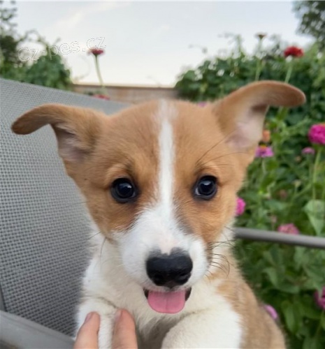 Pembroke Welsh Corgi, �t��ata