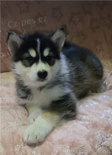 Alja�sk� malamute �t��ata