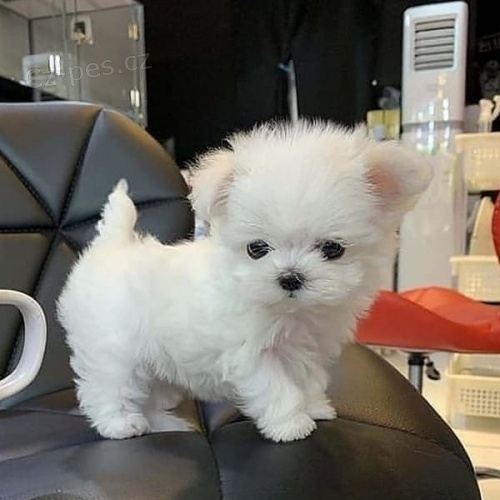 Roztomil� maltsk� �t��ata.