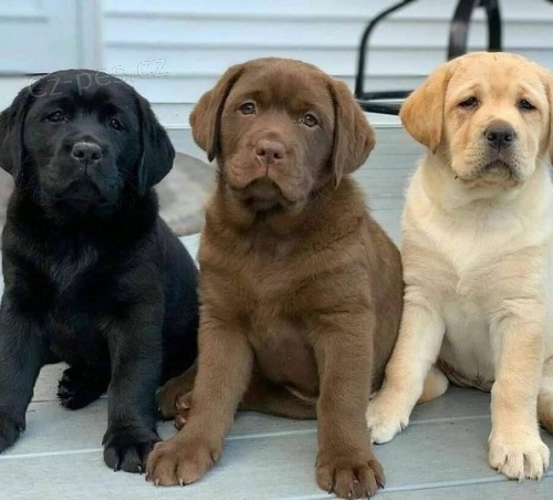 Roztomil� �t��ata labradorsk�ho retr�vra.