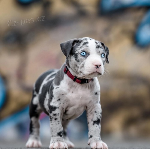 Roztomil� �t��ata Pitbull.