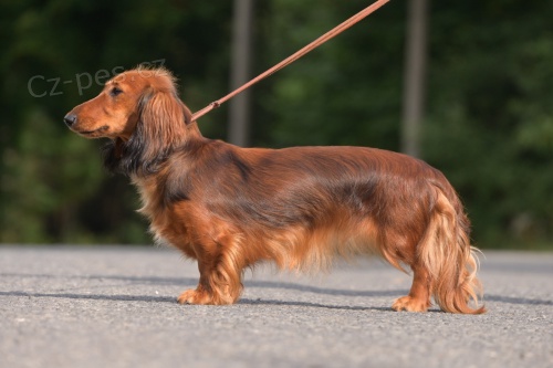 �t��ata jezev��k dlouhosrst� standard