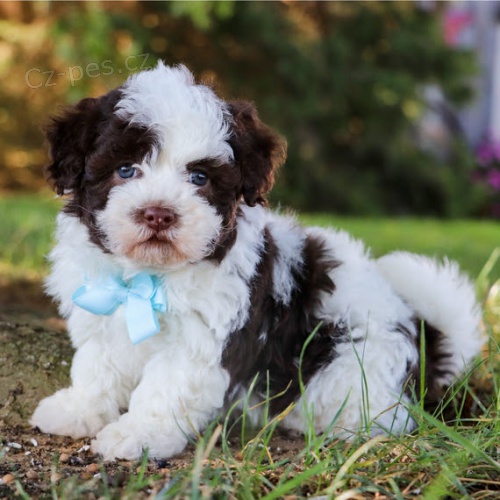 zdrav� �t��ata Havana na prodej.