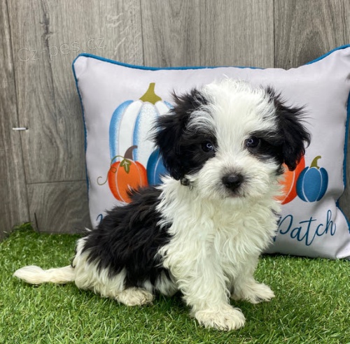 Prod�m zdrav�, od�erven� a o�kovan� �t��ata havanese.