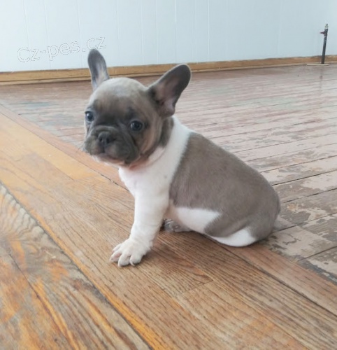 Prod�m �t��ata francouzsk�ho buldo�ka.