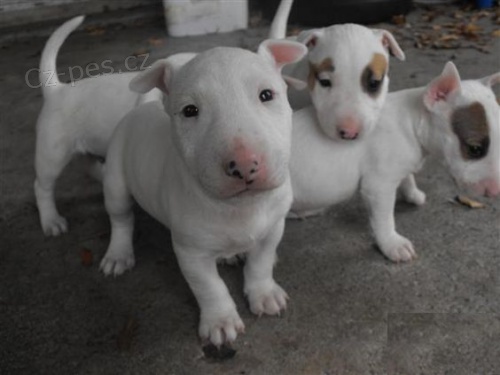 Prod�m kr�sn� a zdrav� �t��ata mini anglick�ho bulteri�ra.