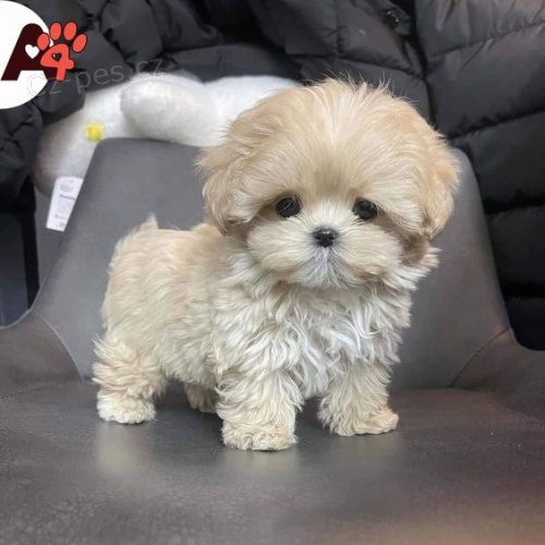 Prod�m zdrav�, od�erven� a o�kovan� �t��ata Bi�onka.