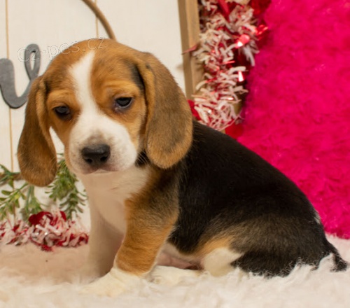 Prod�m kr�sn� a rozko�n� �t��ata b�gla.