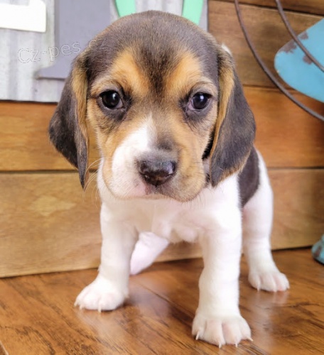 Prod�m o�kovan� �t��ata b�gla.