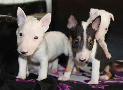 Roztomil� �t��ata b���ho teri�ra.