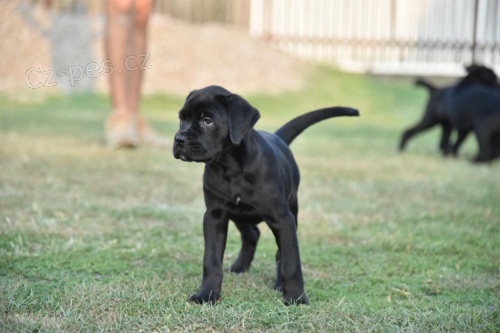 Roztomil� �t���tka Cane Corso.