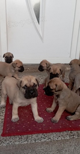 Roztomil� �t���tka Bullmastiff.