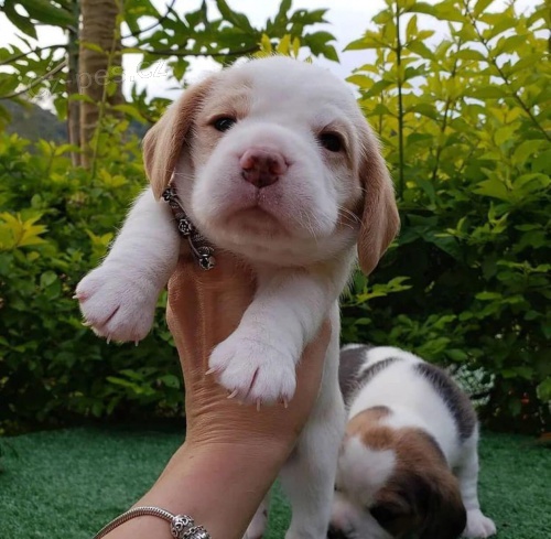 Roztomil� �t���tka b�gl�.