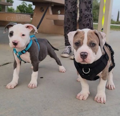 Roztomil� �t��ata Pitbull.