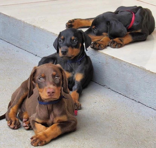 Roztomil� �t��ata dobermana.