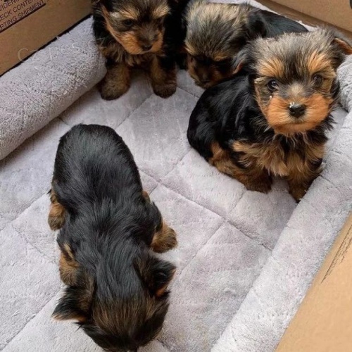 Roztomil� �t���tka Yorkie.