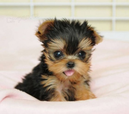 Prod�m Toy mini o�kovan� �t��ata YORKIE.
