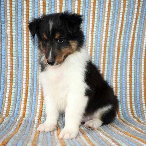 Prod�m �t��ata �heltie