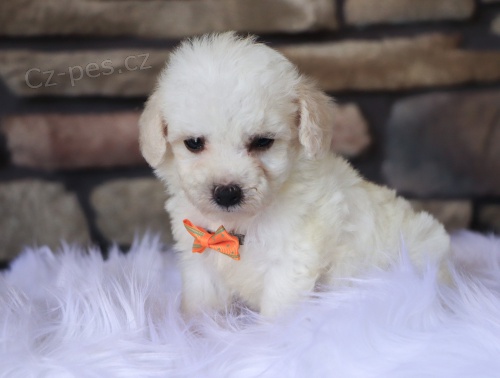 Prod�m o�kovan�, zdrav� a od�erven� ��lek Maltipoo.