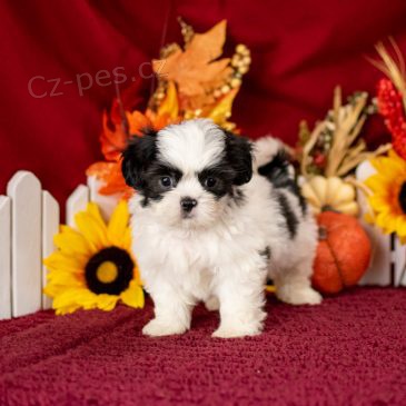 Prod�m o�kovan� a od�erven� �t��ata SHIHPOO.