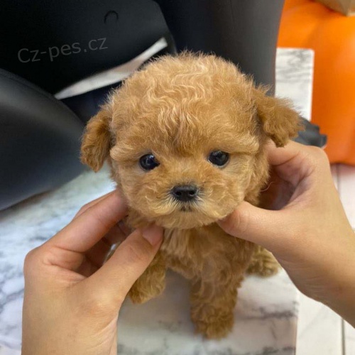 �t��ata PUDLOV�HO pejska a fenky k adopci.