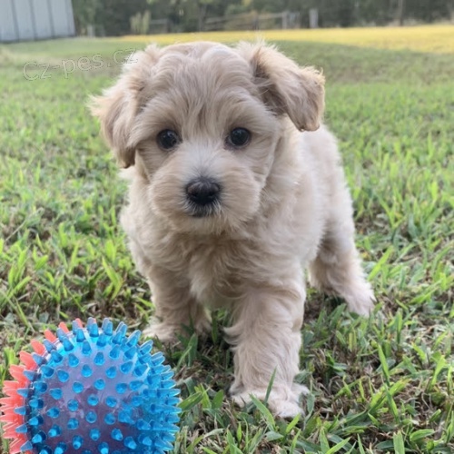 Prod�m �t��ata MINI pejska a fenky MALTIPOO.