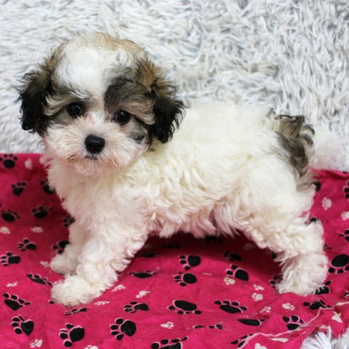 Prod�m MINI o�kovan� a od�erven� �t��ata MALTIPOO.