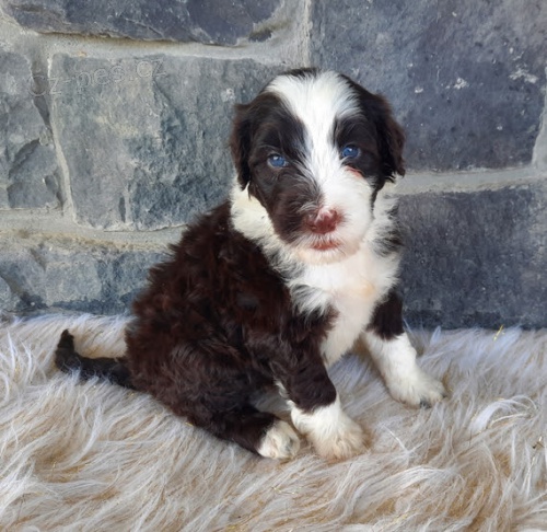 Prod�m �t��ata portugalsk�ho vodn�ho psa.