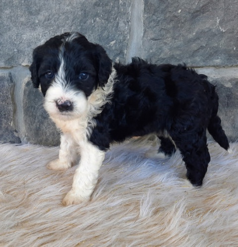 Prod�m mini o�kovan� �t��ata portugalsk�ho vodn�ho psa.