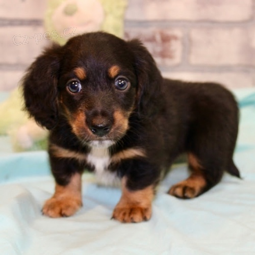 Prod�m zdrav� a o�kovan� �t��ata trpasli��ho dlouhosrst�ho jezev��ka. 