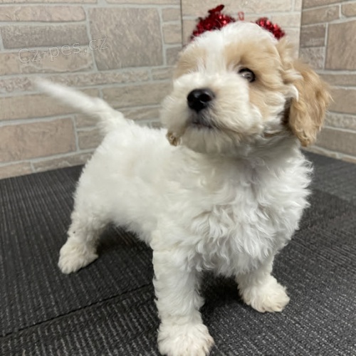 Prod�m �t��ata bi�onka poo. Jsou o�kovan� a od�erven�.