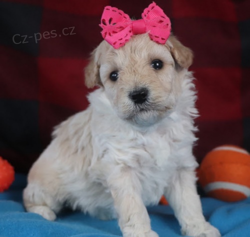 Prod�m �t��ata bi�onka poo.