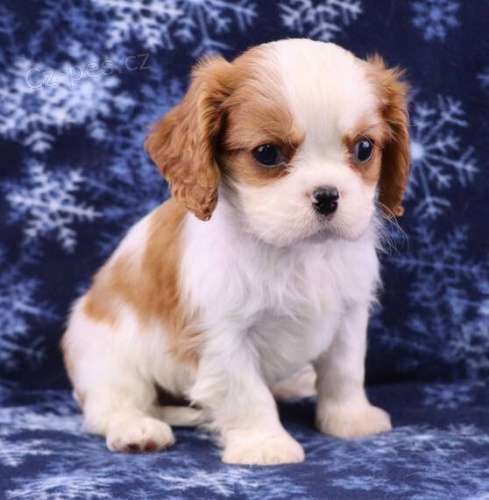 Prod�m o�kovan� a od�erven� �t��ata Kaval�r King Charles Spaniel.