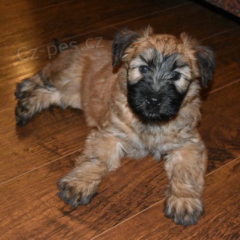 o�kovan� a od�erven� m�kk� �t��ata p�eni�n�ho teri�ra