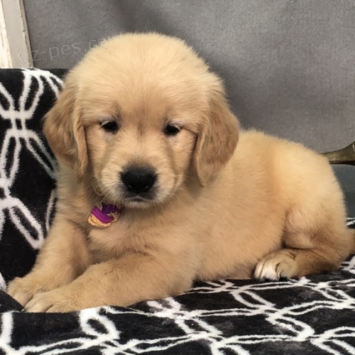 Prod�m ZDRAV� a O�KOVAN� �t��ata zlat�ho retr�vra.