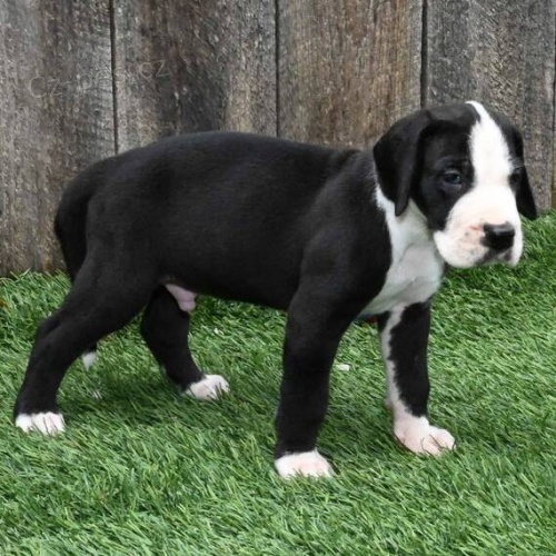 Prod�m kr�sn� a rozko�n� �t��ata n�meck� dogy.