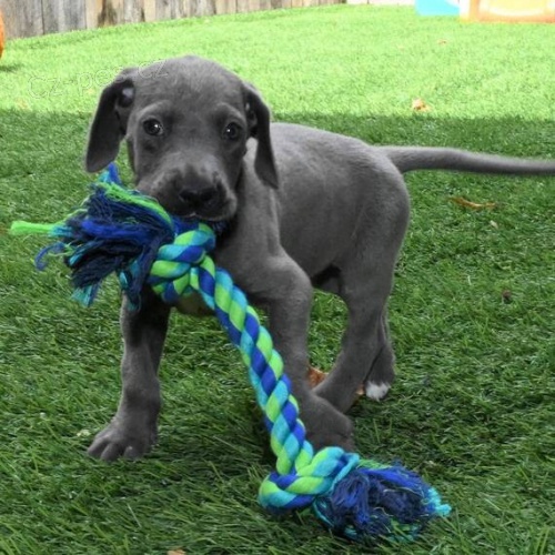 Prod�m �t��ata n�meck� dogy.