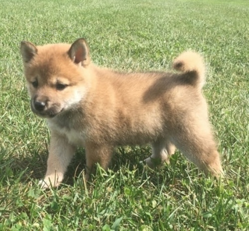 Prod�m rozko�n� miminka �t��ata shiba inu