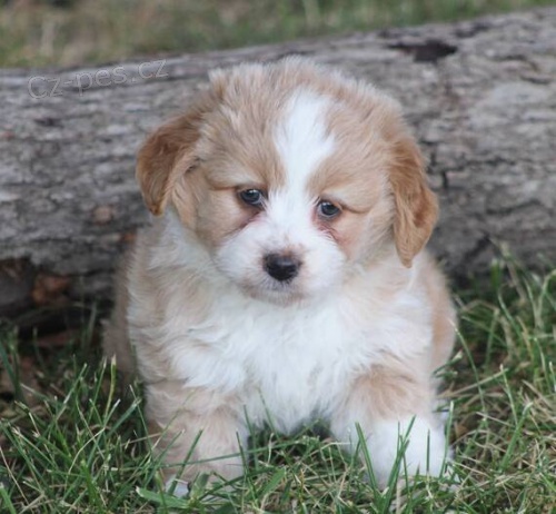o�kovan� a od�erven� �t��ata Aussiedoodle na prodej (Aussiedoodle jsou sm�s� australsk�ho ov��ka a standardn�ho pudla)
