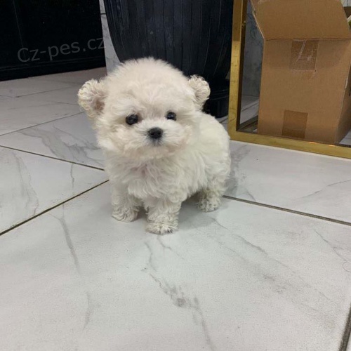 Prod�m o�kovan� a od�erven� �t��ata Bi�onka.