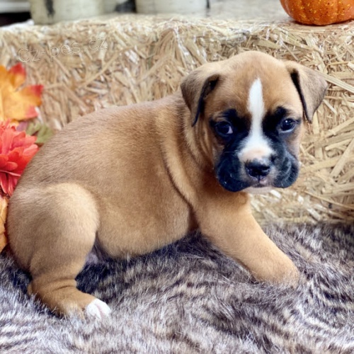 Prod�m o�kovan� a od�erven� mini �t��ata n�meck�ho boxera