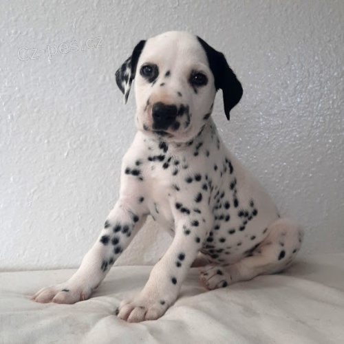 Prod�m kr�sn� a zdrav� o�kovan� �t��ata dalmatin�