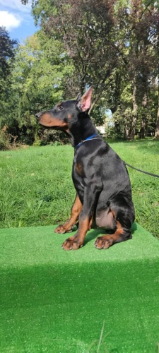 �t��ata dobrmana �ern�